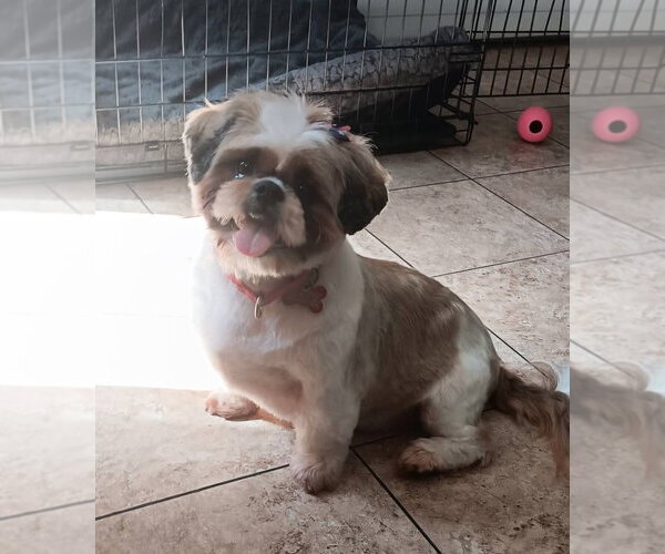 Medium Photo #6 Shih Tzu Puppy For Sale in Canton, CT, USA