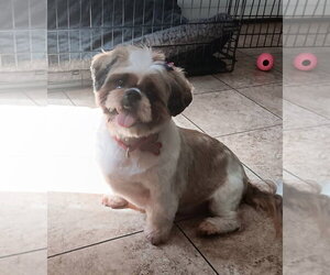 Minnie - Female Shih Tzu Dog for Adoption - Photo #6