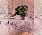 Small Photo #23 Yorkshire Terrier Puppy For Sale in RHOADESVILLE, VA, USA