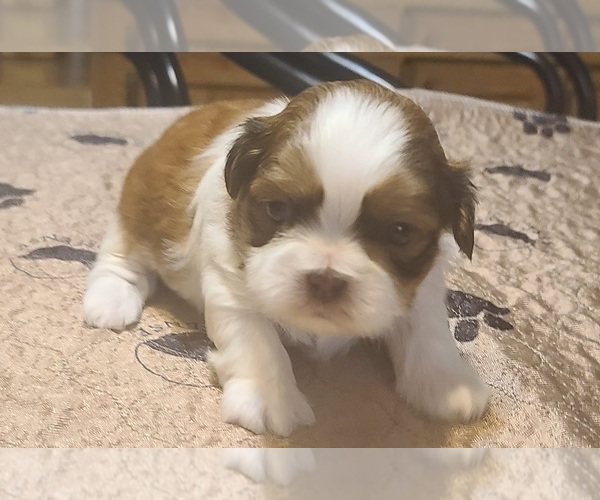 Medium Photo #4 Shih Tzu Puppy For Sale in BELLEVILLE, MI, USA