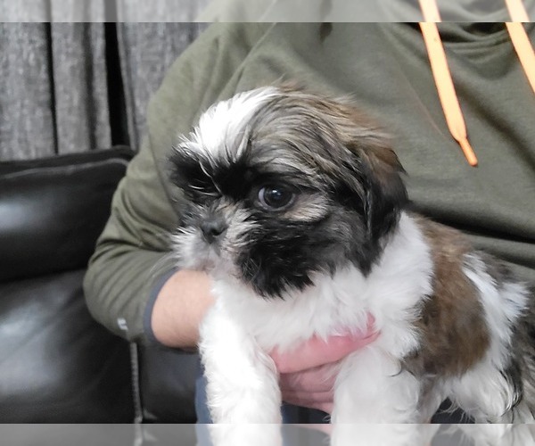 Medium Photo #1 Shih Tzu Puppy For Sale in NEW YORK MILLS, MN, USA