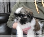 Small Photo #1 Shih Tzu Puppy For Sale in NEW YORK MILLS, MN, USA