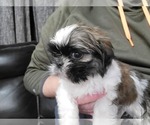 Small Shih Tzu