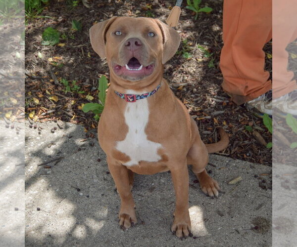 Medium Photo #3 American Staffordshire Terrier-Weimaraner Mix Puppy For Sale in Huntley, IL, USA