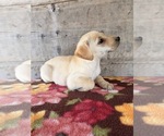 Small #3 Labrador Retriever