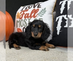 Dachshund Puppy for sale in FRANKLIN, IN, USA