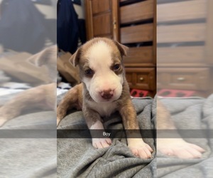 American Staffordshire Terrier-Siberian Husky Mix Puppy for sale in PROVIDENCE, RI, USA