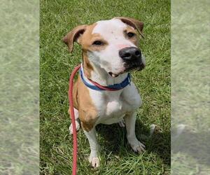 American Pit Bull Terrier Dogs for adoption in Fort Lauderdale, FL, USA