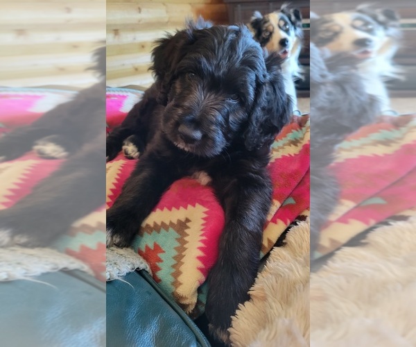 Medium Photo #1 Aussiedoodle Puppy For Sale in BARNESVILLE, MN, USA