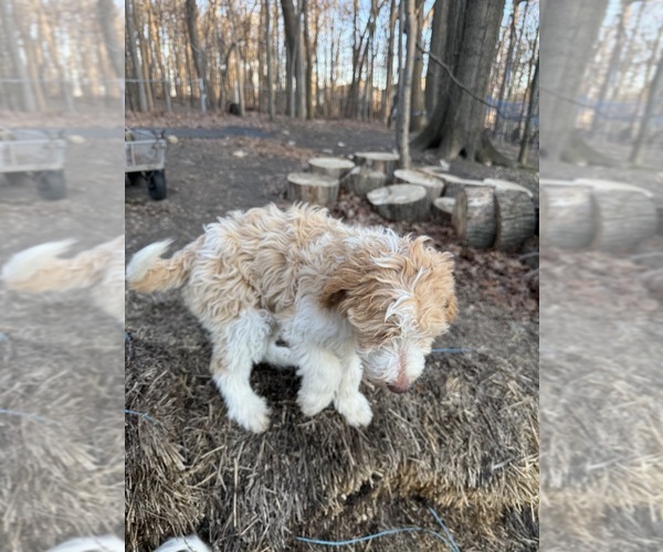 Medium Photo #64 Aussie-Poo-Goldendoodle Mix Puppy For Sale in COMMERCE, MI, USA
