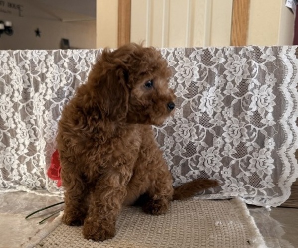 Medium Photo #5 Cavapoo (Miniature) Puppy For Sale in THORP, WI, USA