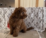 Small #4 Cavapoo (Miniature)