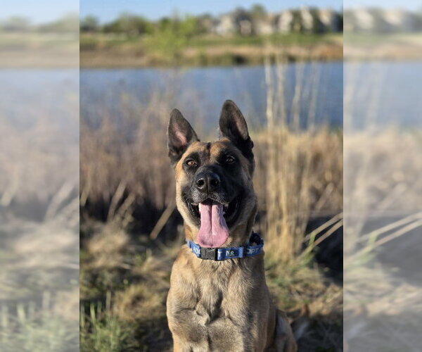 Medium Photo #9 German Shepherd Dog-Unknown Mix Puppy For Sale in Imlay City, MI, USA