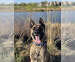 Small #8 German Shepherd Dog Mix