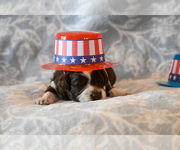 Medium Photo #5 Havapoo Puppy For Sale in GUTHRIE, KY, USA