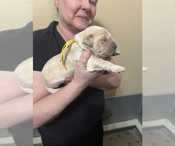 Medium Photo #1 Golden Retriever Puppy For Sale in PEORIA, AZ, USA