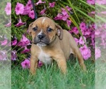 Small Photo #1 Beagle-English Bulldog Mix Puppy For Sale in NAPPANEE, IN, USA