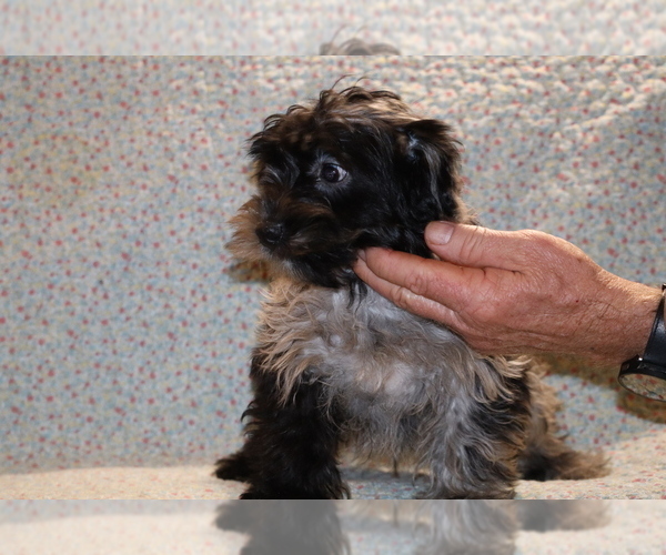 Medium Photo #34 Yorkiepoo mix (+ Poodle Toy) Puppy For Sale in DYERSBURG, TN, USA