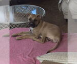 Small #1 Labrador Retriever Mix