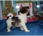 Small Photo #2 YorkiePoo Puppy For Sale in BARNESVILLE, KS, USA