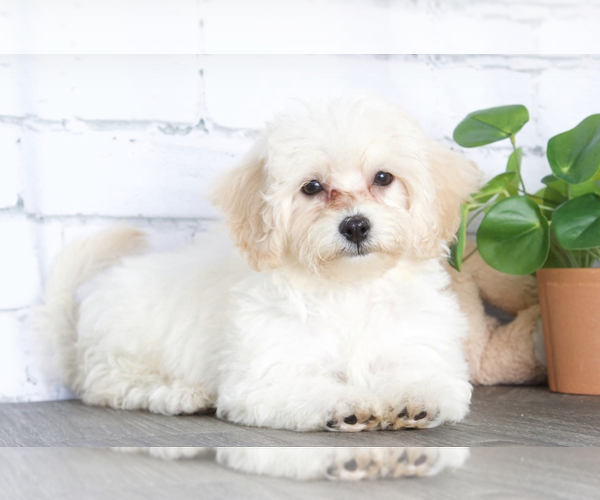 Full screen Photo #2 Cavapoo Puppy For Sale in RED LION, PA, USA