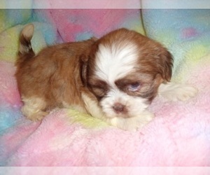 Shih Tzu Puppy for Sale in JACKSON, Mississippi USA