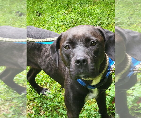 Medium Photo #7 American Pit Bull Terrier-Labrador Retriever Mix Puppy For Sale in Ellijay, GA, USA