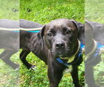 Small #6 American Pit Bull Terrier-Labrador Retriever Mix