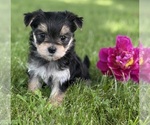 Small #5 Morkie