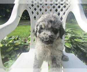Aussie-Poo Puppy for sale in MESKEGON, MI, USA