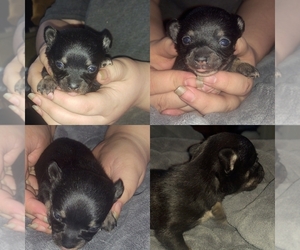 Chihuahua Puppy for sale in BREMEN, OH, USA