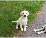 Small #9 Labrador Retriever
