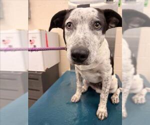 Mutt Dogs for adoption in Mobile, AL, USA