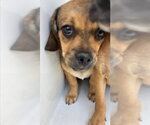 Small Puggle