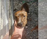 Small #2 Plott Hound Mix