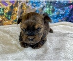 Small #9 Morkie