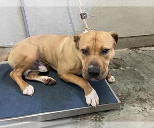 Mutt Dogs for adoption in Camarillo, CA, USA