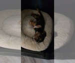 Small Photo #11 Cavalier King Charles Spaniel Puppy For Sale in ALBUQUERQUE, NM, USA