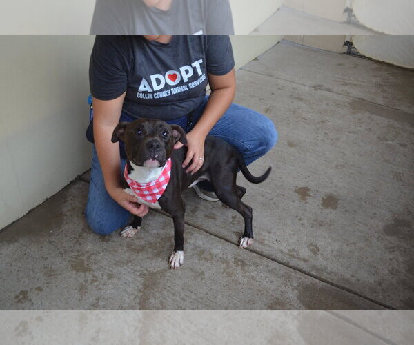 Medium Photo #2 American Pit Bull Terrier-Unknown Mix Puppy For Sale in McKinney, TX, USA