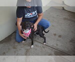 Small Photo #2 American Pit Bull Terrier-Unknown Mix Puppy For Sale in McKinney, TX, USA