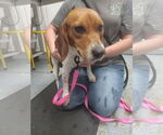 Small #1 Beagle