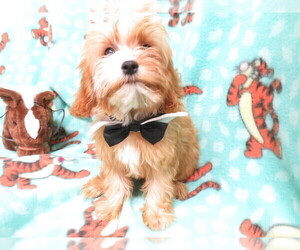 Cavapoo Puppy for sale in HARTVILLE, MO, USA
