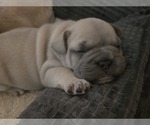 Puppy Male alvin French Bulldog