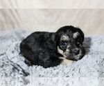 Small Photo #9 Schnoodle (Miniature) Puppy For Sale in AURORA, CO, USA