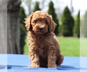 Poodle (Miniature) Puppy for sale in GAP, PA, USA
