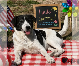 Elowen - Female Border Collie Dog for Adoption - Photo #3