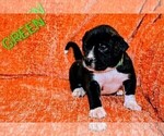 Small #3 Presa Canario