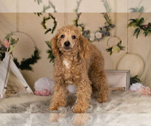 Medium Photo #16 Poodle (Toy) Puppy For Sale in WARSAW, IN, USA