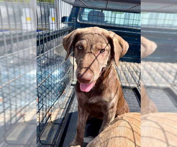 Medium Photo #1 Catahoula Leopard Dog-Chocolate Labrador retriever Mix Puppy For Sale in Mt. Laurel, NJ, USA