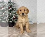 Small #4 Golden Retriever
